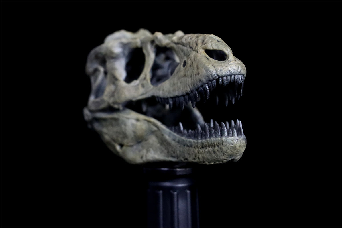 Tyrannosaurus Skull Model