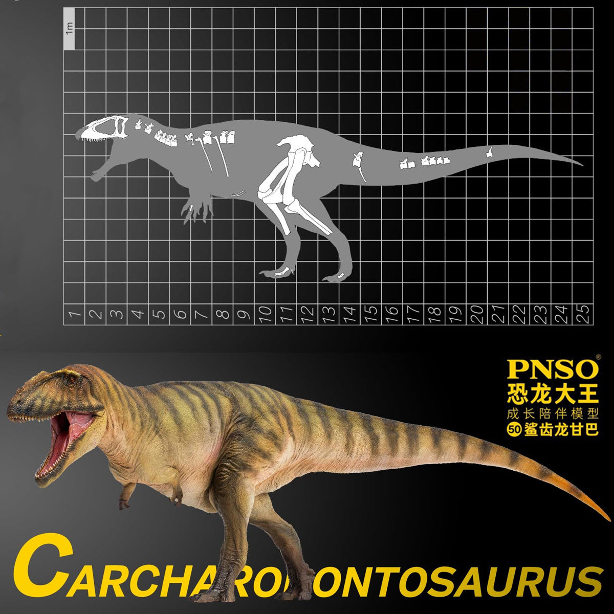 PNSO Carcharodontosaurus Model