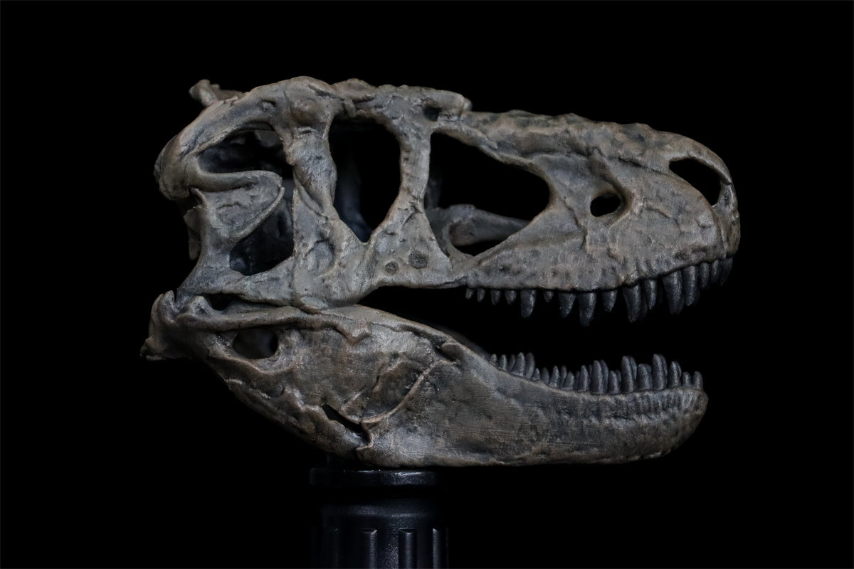 Tyrannosaurus Skull Model
