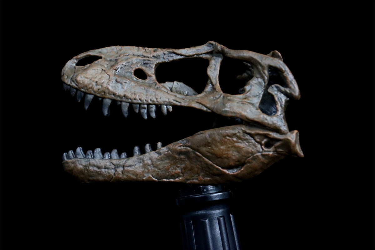 Tyrannosaurus Skull Model ティラノサウルス Amazon.com: WLNTDOLA Tyrannosaurus Trix Skull Model Resin