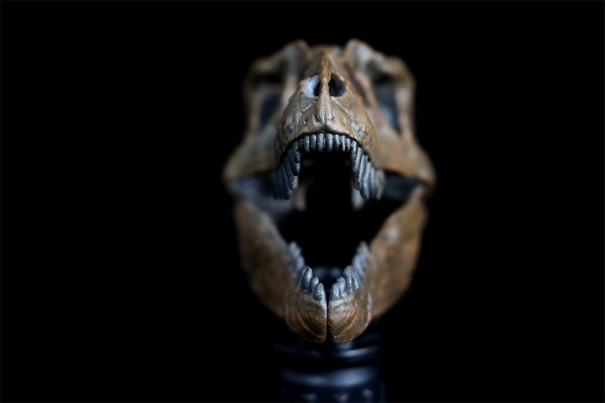 Tyrannosaurus Skull Model