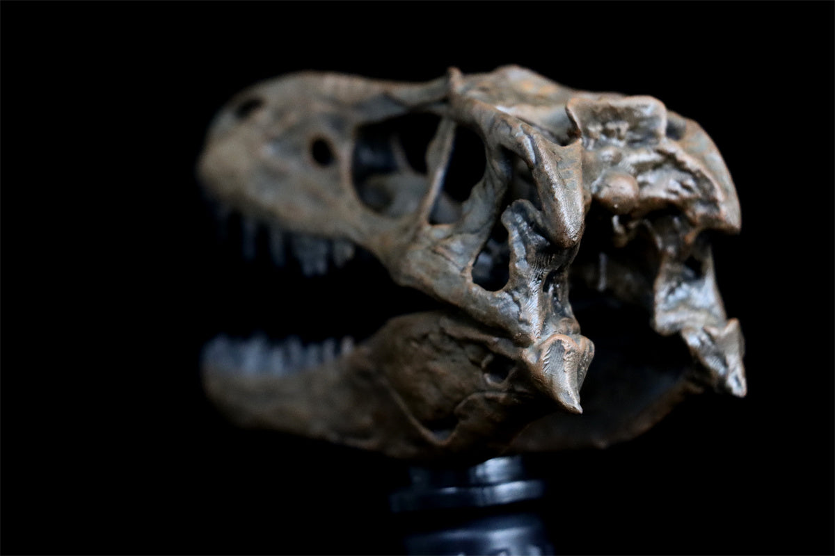 Tyrannosaurus Skull Model
