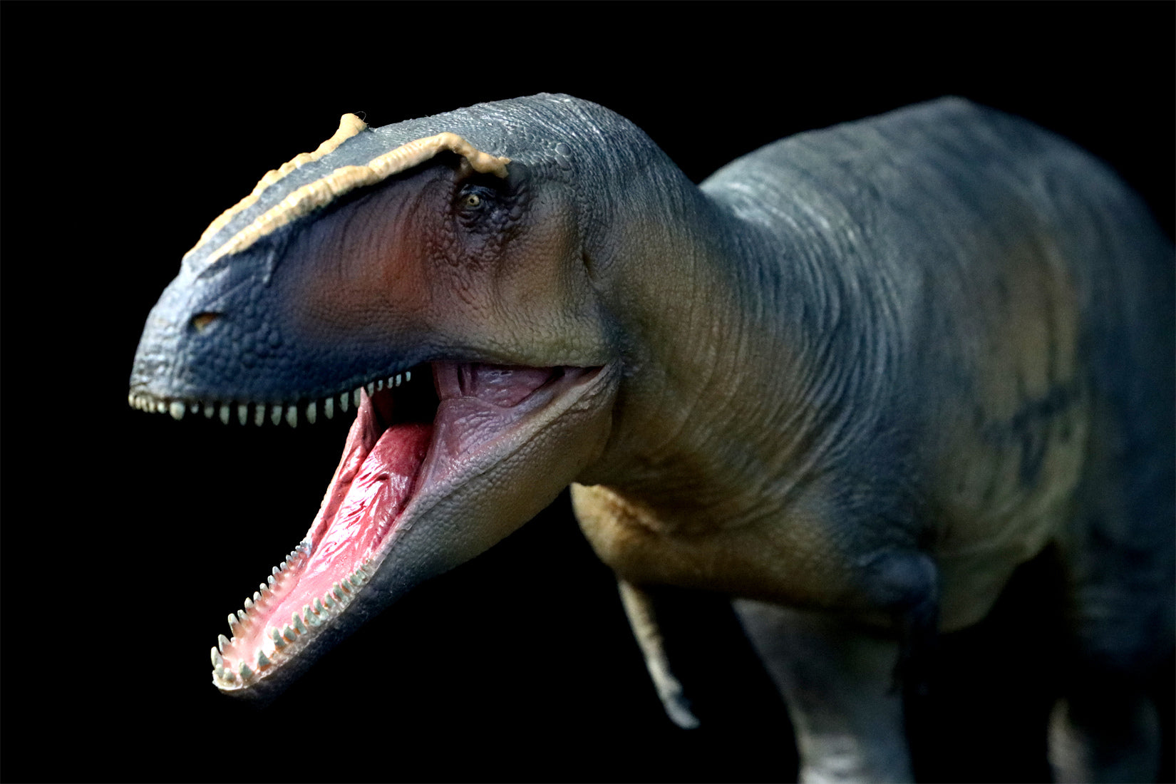 PNSO 17 Lucas Giganotosaurus 1:35 Scale Scietific Art Model – Lana
