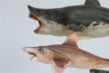 PNSO Megalodon VS Helicoprion Model