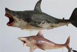 PNSO Megalodon VS Helicoprion Model