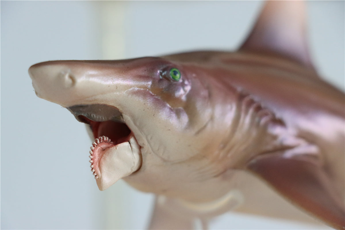 PNSO Megalodon VS Helicoprion Model