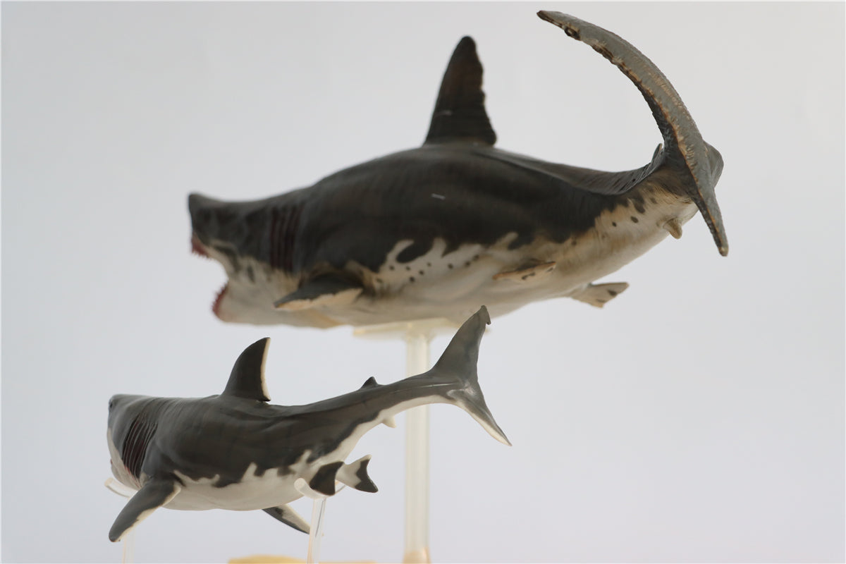 PNSO Megalodon VS Helicoprion Model