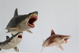 PNSO Megalodon VS Helicoprion Model