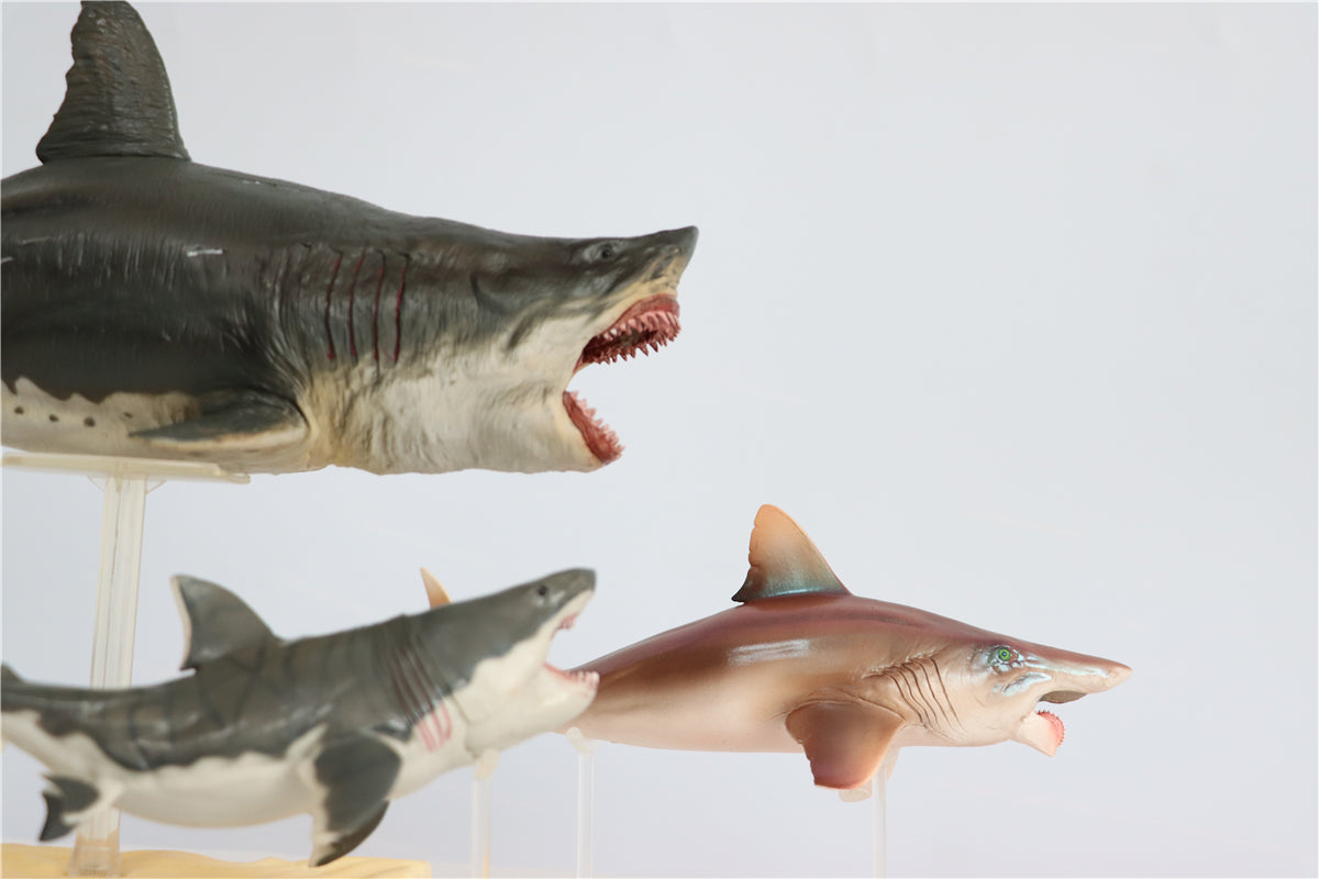 PNSO Megalodon VS Helicoprion Model