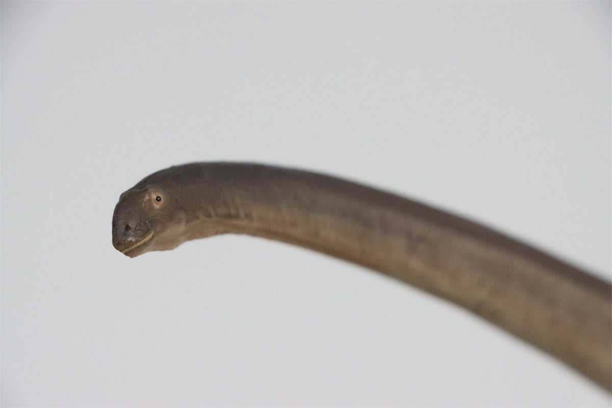 PNSO 1:45 Mamenchisaurus ER-MA Model