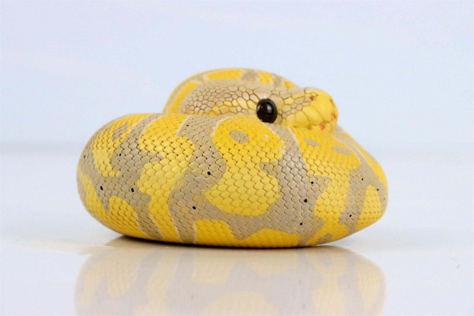 Animal Planet 09 Snake 2.0 Blind Box Model