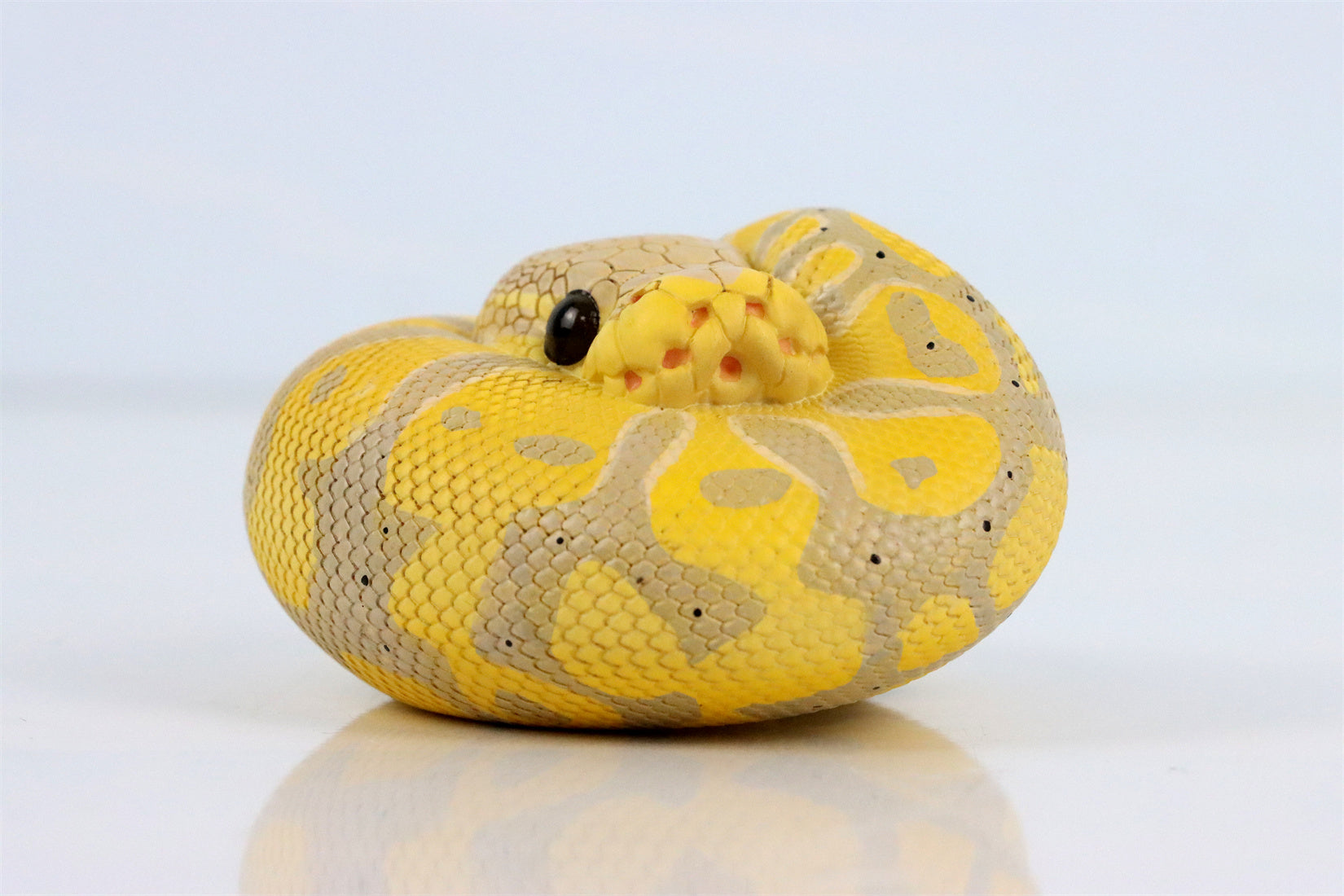 Animal Planet 09 Snake 2.0 Blind Box Model