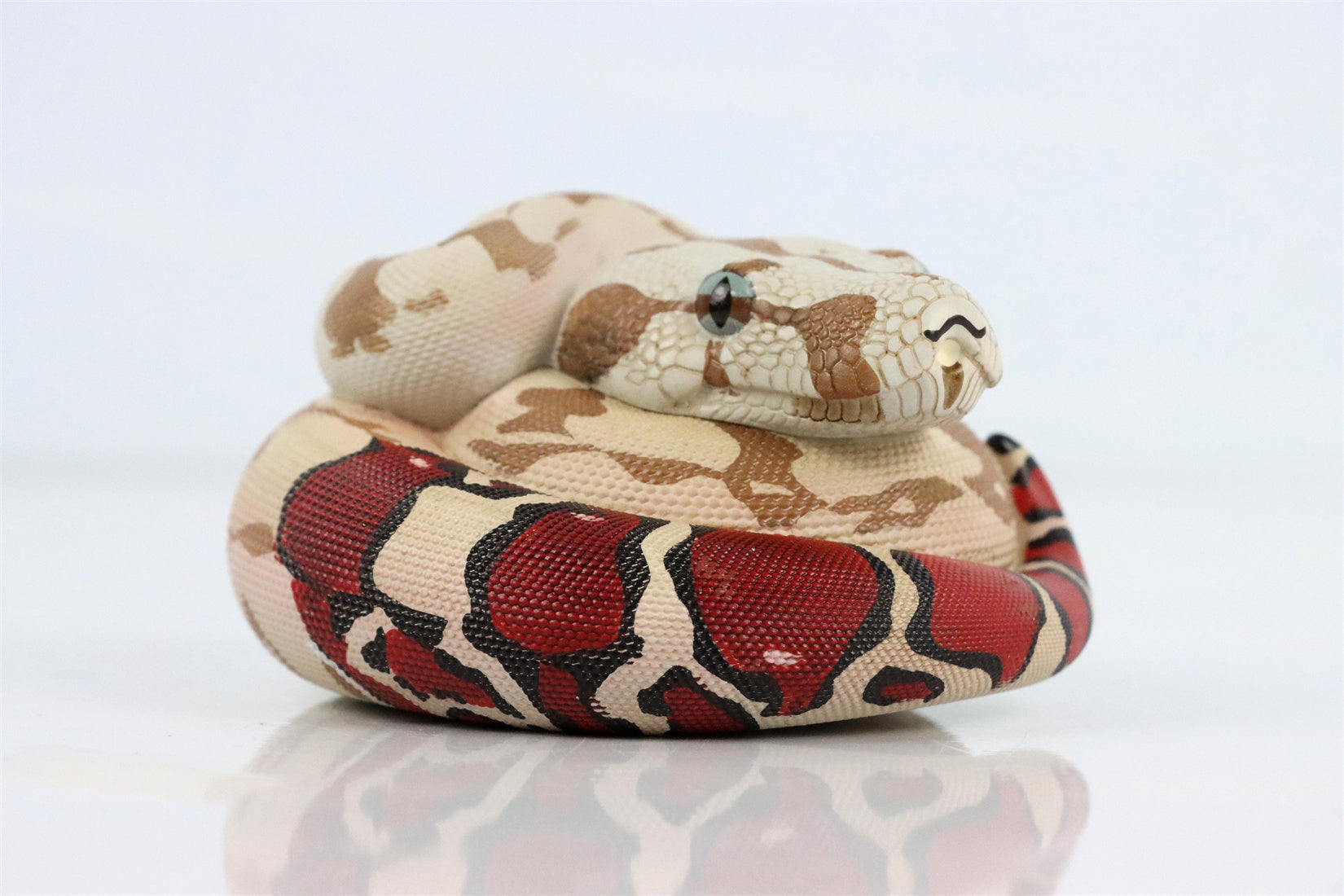 Animal Planet 09 Snake 2.0 Blind Box Model
