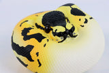 Animal Planet 09 Snake 2.0 Blind Box Model