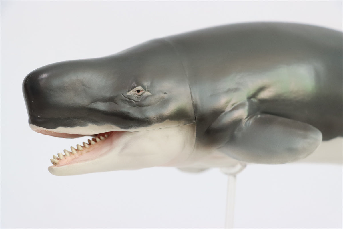 PNSO Livyatan Requena Model