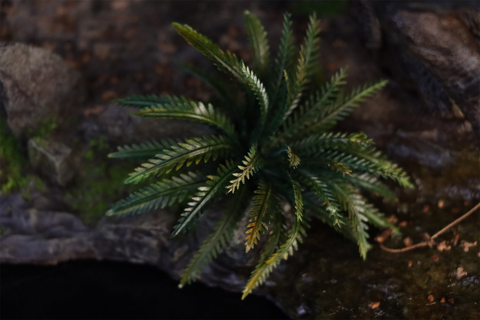 1:15 Scale Maip macrothorax Scene Model