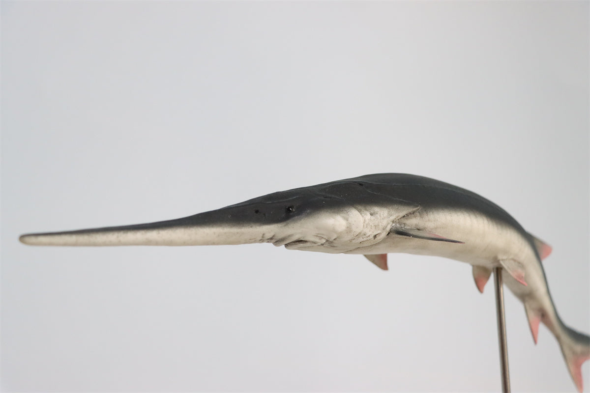 Memory Museum x Really Modeling 1/15 Paddlefish Statue