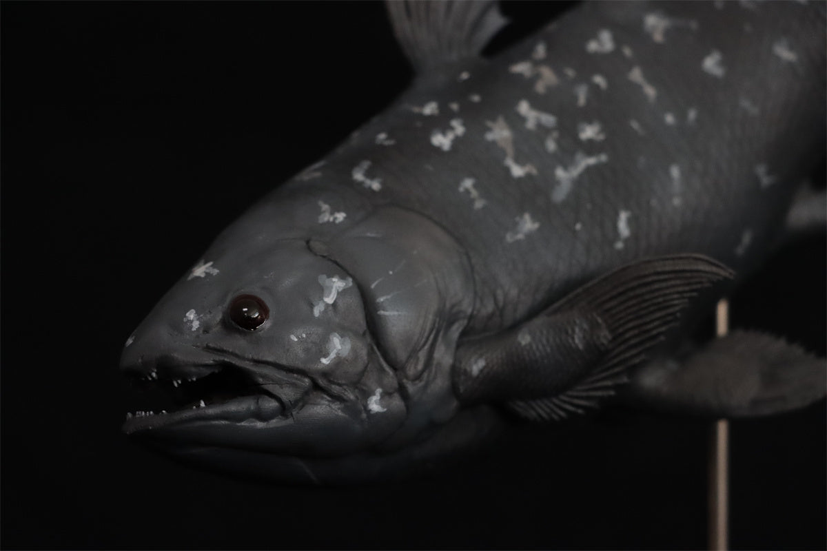Memory Museum x Really Modeling 1/15 Coelacanth Statue