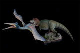 MuSee 1/35 Tyrannosaurus VS Quetzalcoatlus Model