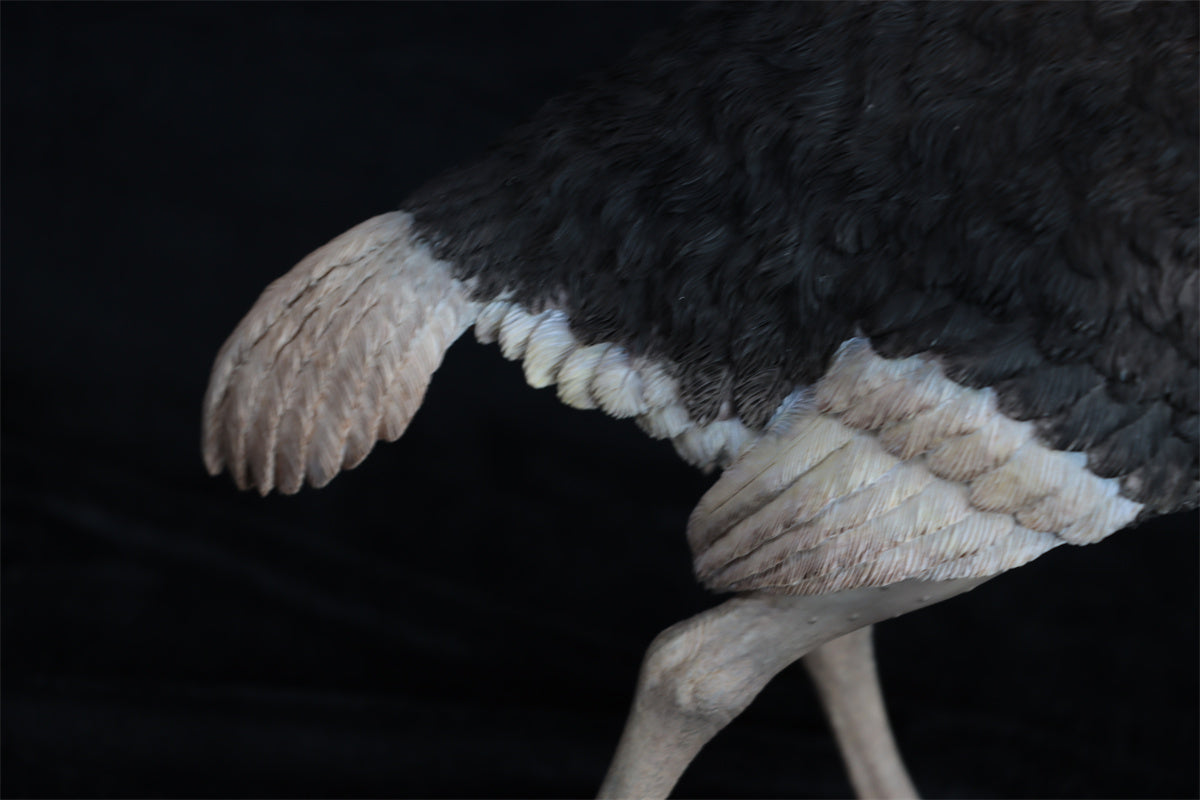 JXK 1/6 Ostrich Model