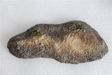 Vitae 1/35 Jinyunpelta sinensis Figure