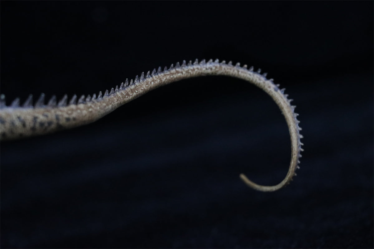 Eofauna 1:40 Scale Diplodocus Figure