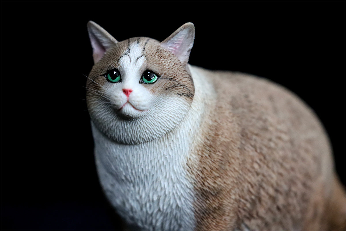 JXK 1/6 Change Head Fat Cat Model – Lana Time Shop