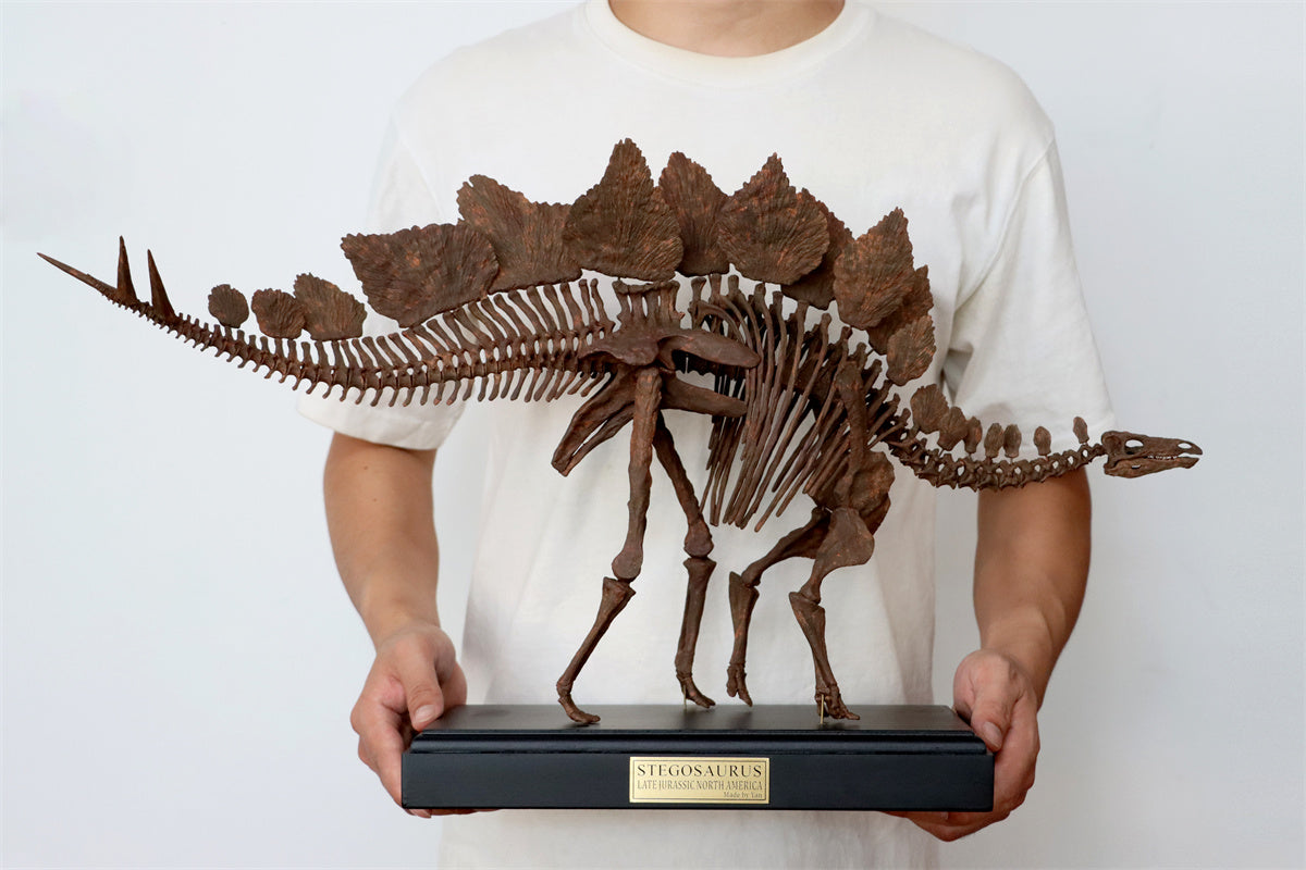 1/10 Stegosaurus Skeleton Model