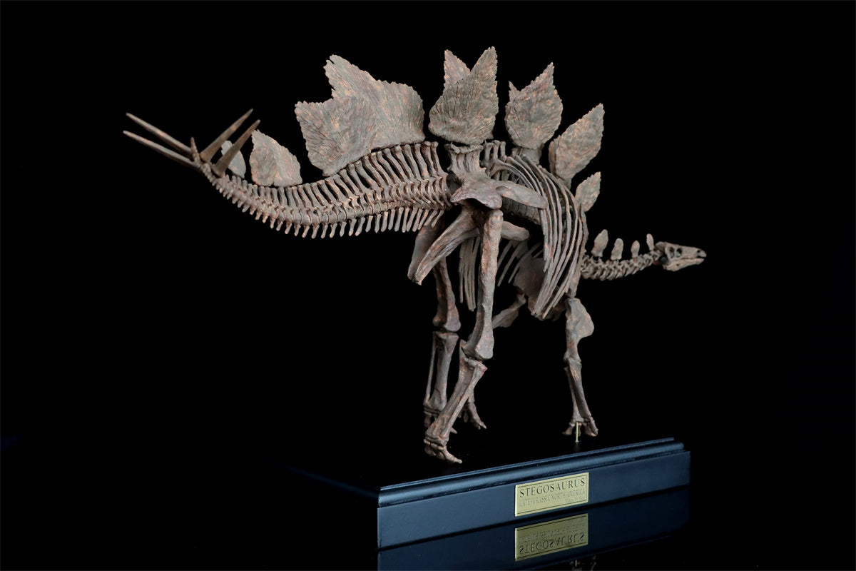 1/10 Stegosaurus Skeleton Model