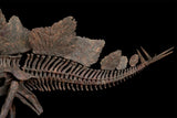 1/10 Stegosaurus Skeleton Model