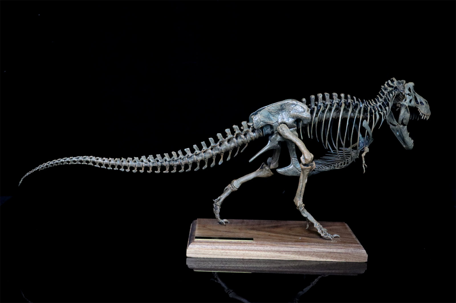 1/20 Tyrannosaurus Rex Trix Skeleton Model – Lana Time Shop