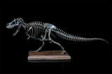 1/20 Tyrannosaurus Rex Trix Skeleton Model