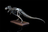 1/20 Tyrannosaurus Rex Trix Skeleton Model