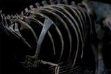 1/20 Tyrannosaurus Rex Trix Skeleton Model