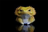 Lizard Blind Box Model