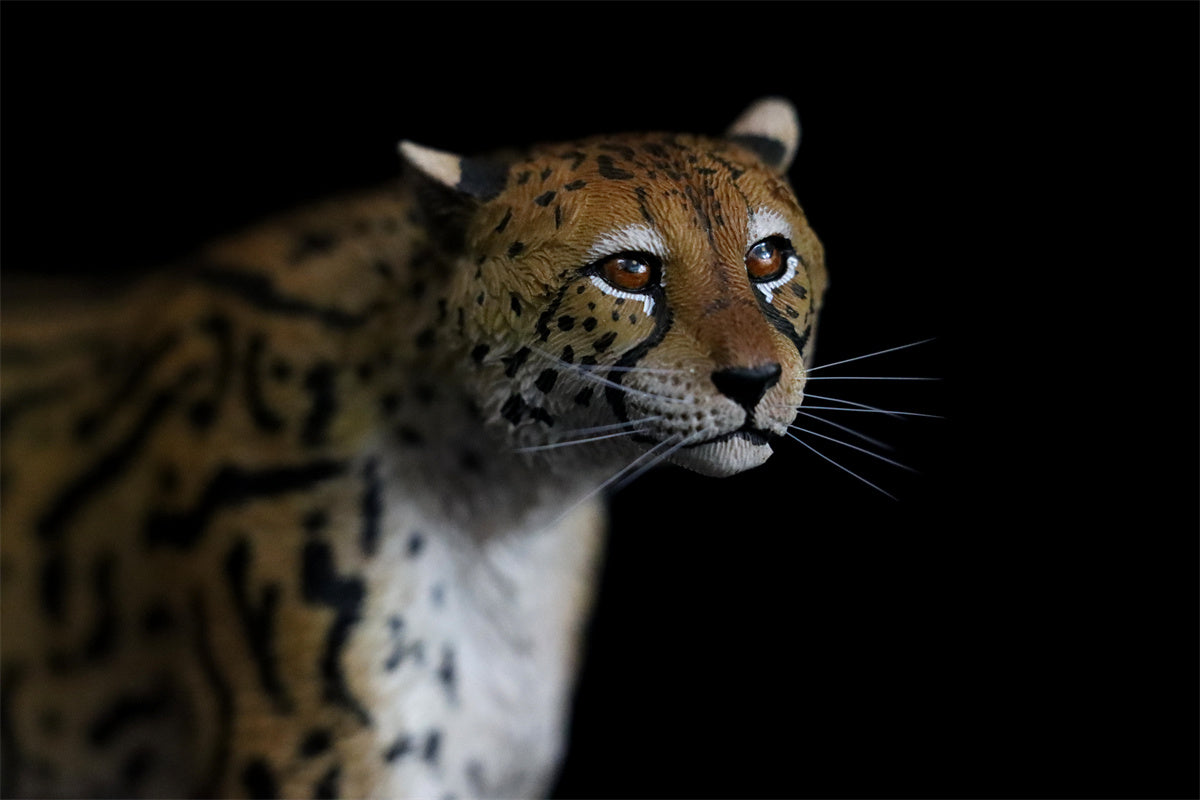 JXK 1/6 Acinonyx jubatus King Cheetha Model