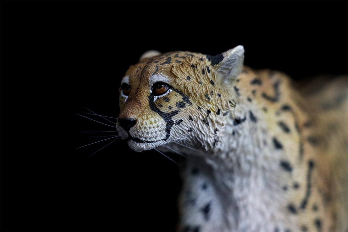 JXK 1/6 Acinonyx jubatus King Cheetha Model