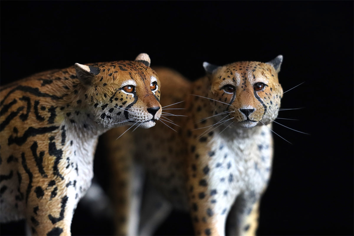 JXK 1/6 Acinonyx jubatus King Cheetha Model