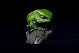 Frog Planet Series 2 Blind Box Model