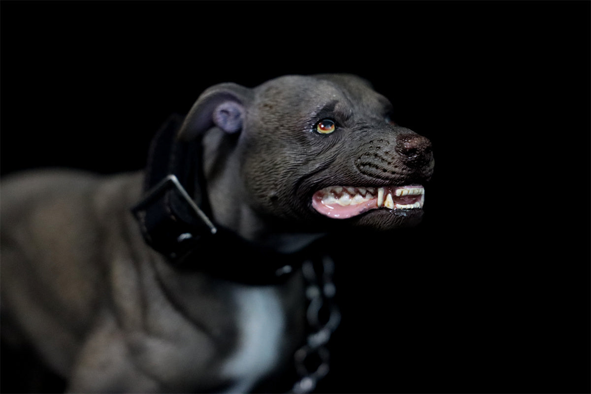 JXK 1/6 American Pit Bull Terrier Model