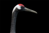 JXK 1/6 Red-crowned Crane Model