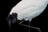 JXK 1/6 Red-crowned Crane Model