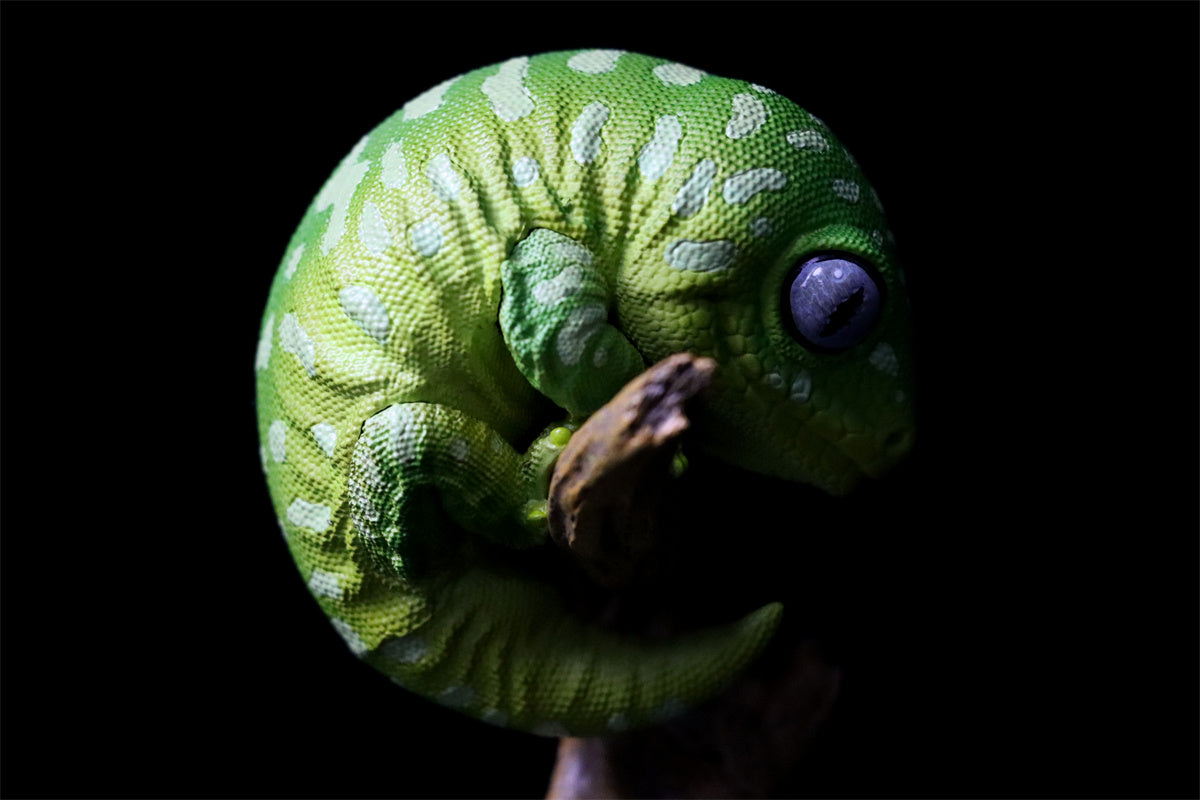 Pet Gekko Blind Box Model