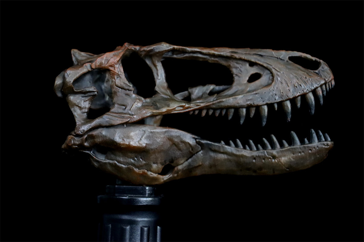 Tyrannosaurus Skull Model