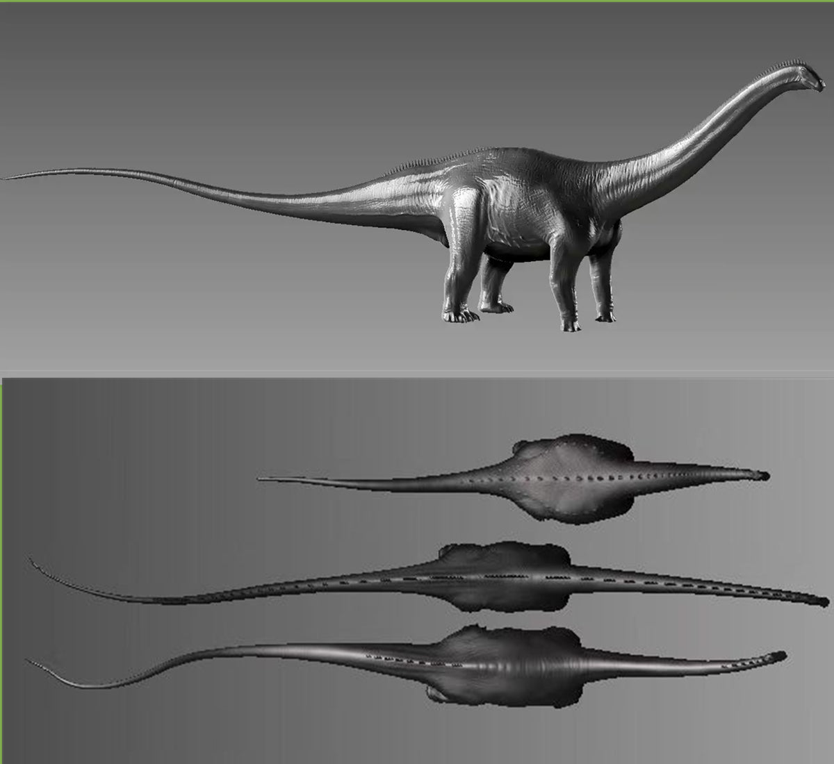 Maraapunisaurus fragillimus Model Kit