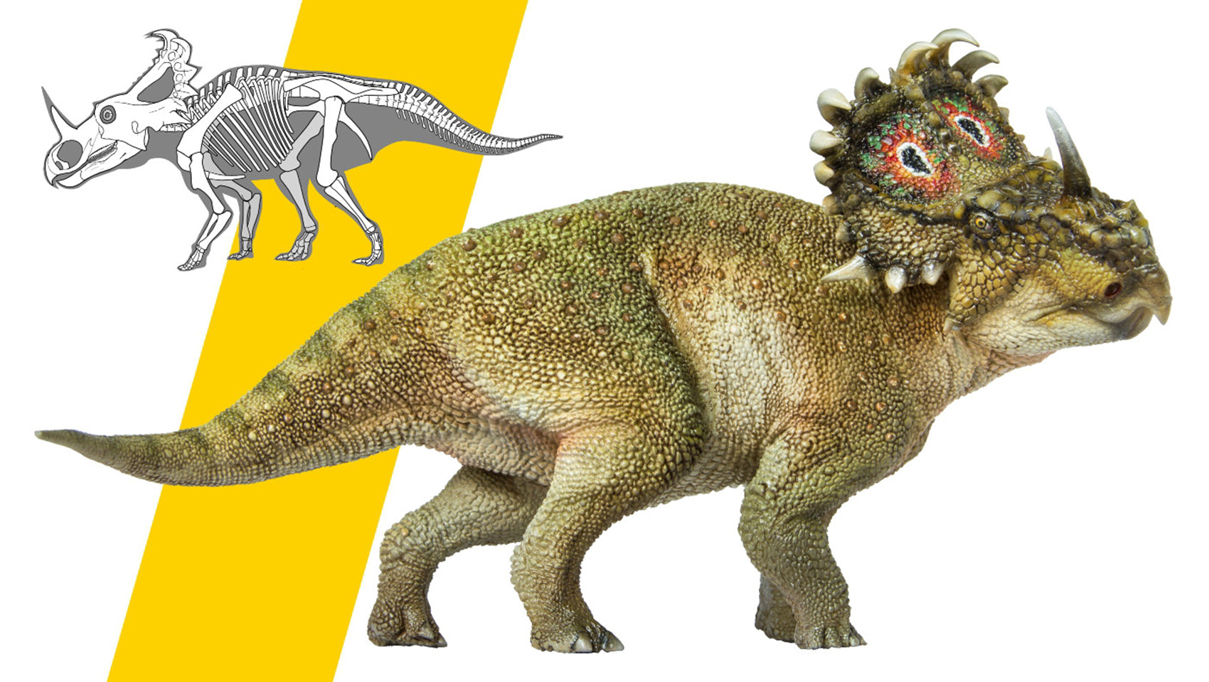PNSO Sinoceratops Model