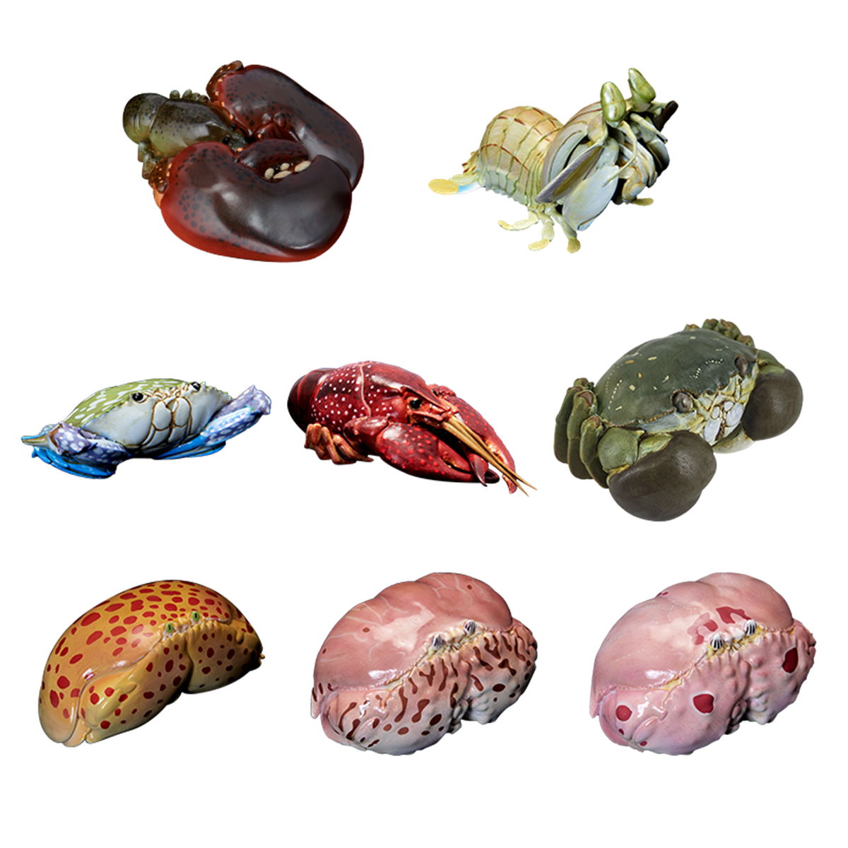 Animal Planet A Series of Laugh and Grow Fat 06 Model