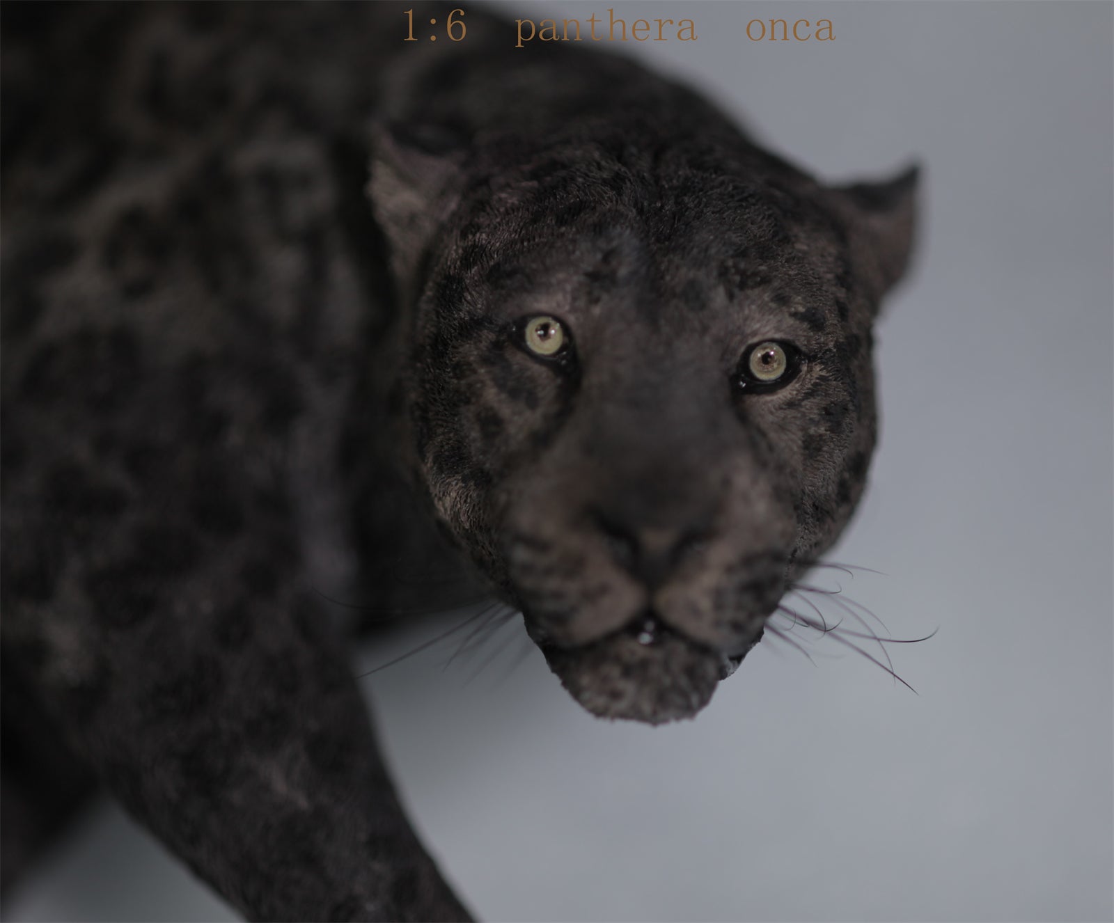 1:6 Panthera onca Scene Model