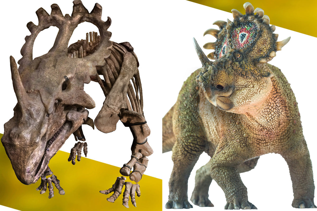 PNSO Sinoceratops Model