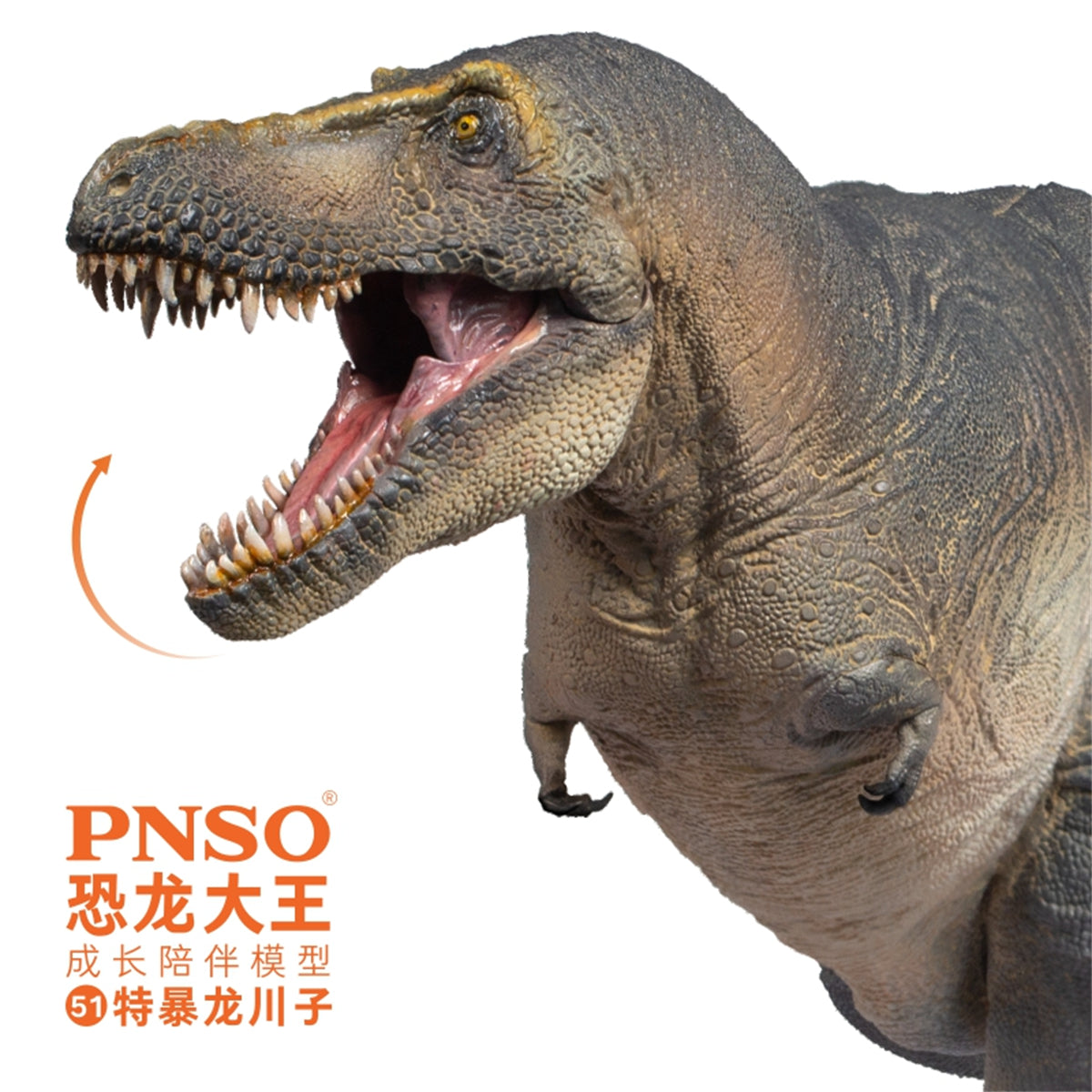 PNSO Tarbosaurus Chuanzi Model